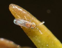 Anagyrus
