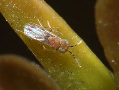 Anagyrus