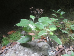 Pericallis appendiculata