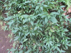 Ageratina riparia
