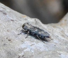 Chrysobothris femorata