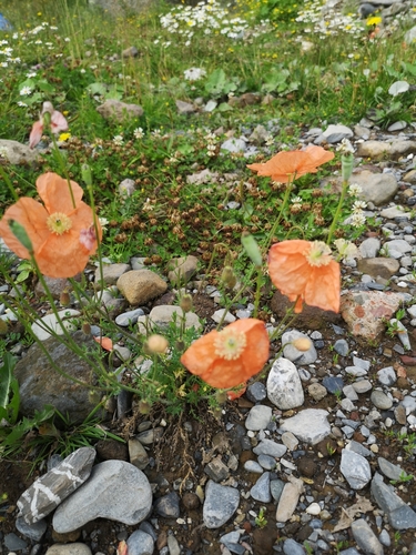 Papaver armeniacum (Papaver armeniacum)