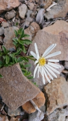 Aster takasagomontanus