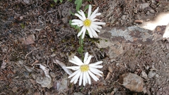 Aster takasagomontanus