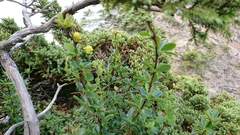 Berberis morrisonensis