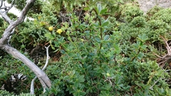 Berberis morrisonensis