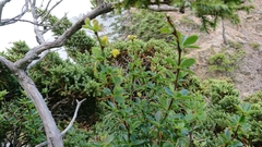 Berberis morrisonensis
