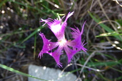 Dianthus pygmaeus