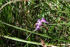 Dianthus pygmaeus