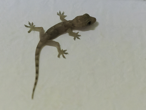 Tropical House Gecko