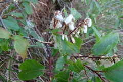 Lyonia ovalifolia