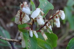 Lyonia ovalifolia