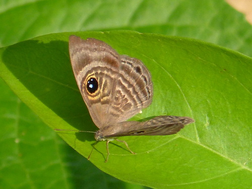 Mesosemia epidius