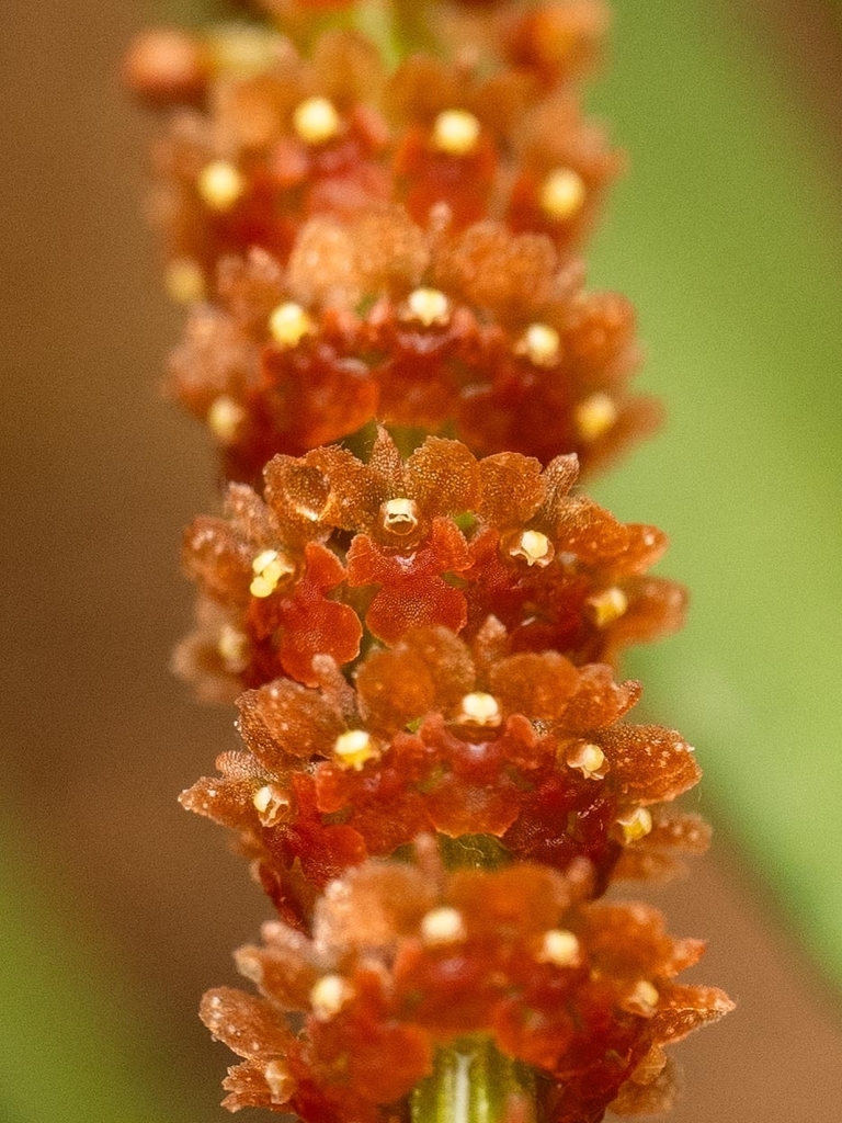 Oberonia microphylla (Oberonia microphylla)
