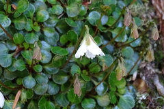 Shortia rotundifolia