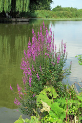 Lythrum salicaria