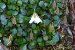 Shortia rotundifolia
