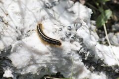 Malacosoma alpicolum