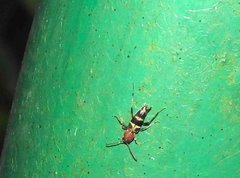 Xylotrechus rufilius