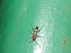 Xylotrechus rufilius