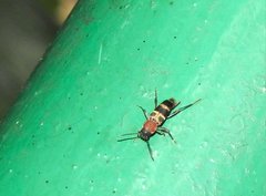 Xylotrechus rufilius