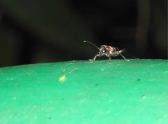 Xylotrechus rufilius