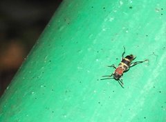 Xylotrechus rufilius