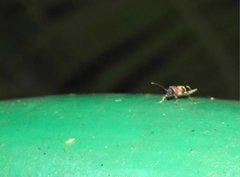 Xylotrechus rufilius