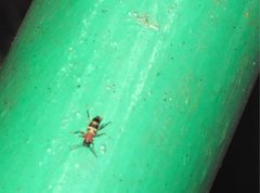 Xylotrechus rufilius