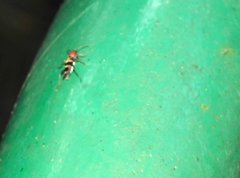 Xylotrechus rufilius