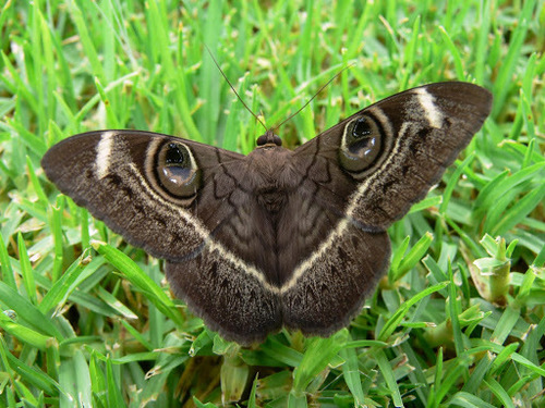 Photo of Creamstriped Owl (Cyligramma latona)