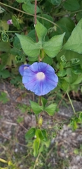 Ipomoea hederacea