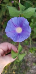Ipomoea hederacea