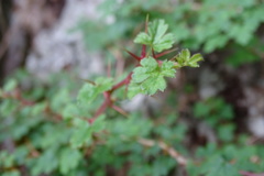Ribes formosanum