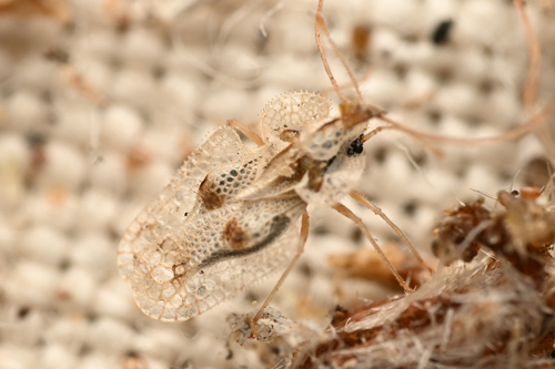 Western Sycamore Lace Bug photo 2