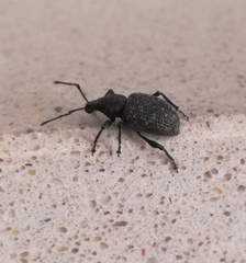 Otiorhynchus sulcatus