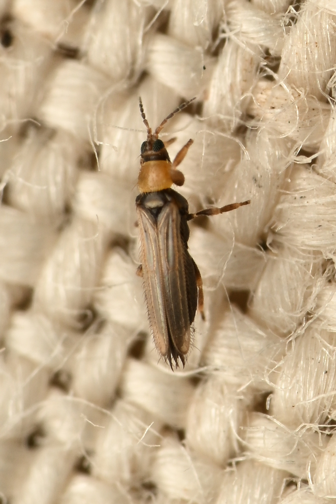 Ankothrips notabilis