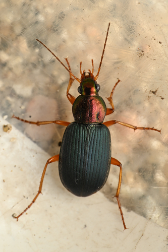 Tricolored Harp Ground Beetle photo 3