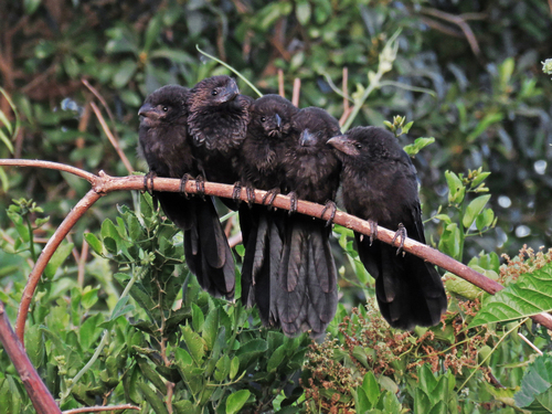 Smooth-billed Ani, Gral Obligado, Santa Fe, Argentina, photo 9 of 10