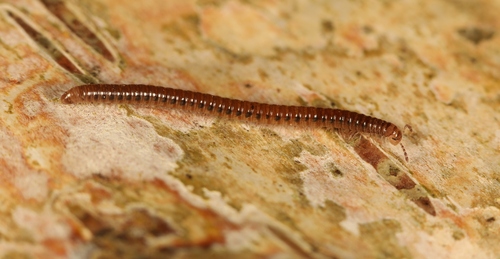 Ochre Snake Millipede, 59830 Cysoing, France, photo 9 of 10
