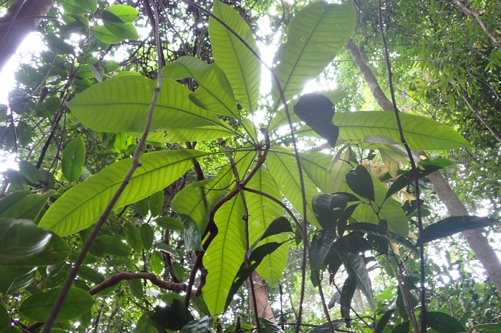 Barringtonia pendula (Barringtonia pendula)