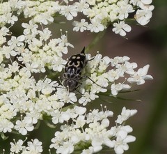 Hoshihananomia octopunctata