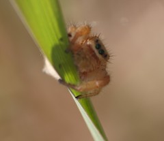 Phidippus pius
