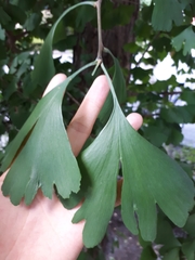 Ginkgo biloba