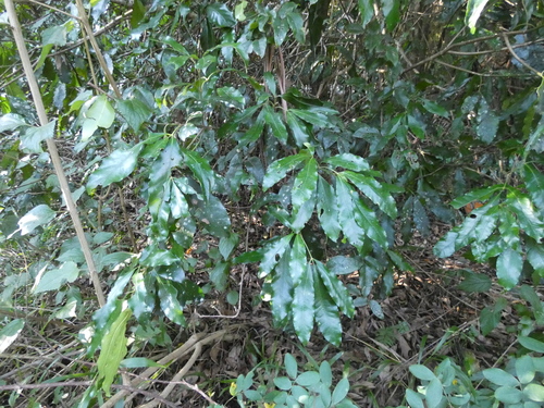 Acradenia euodiiformis (F.Muell.) T.G.Hartley