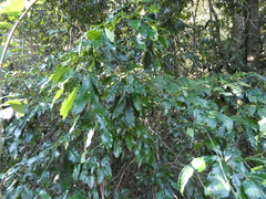 Acradenia