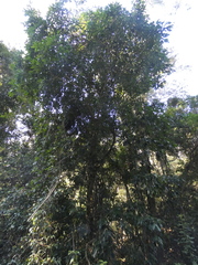 Acradenia