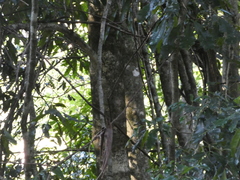 Acradenia