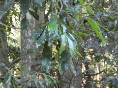 Acradenia