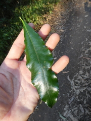 Acradenia
